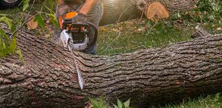 Best Tree Health Inspection  in Mayo, SC