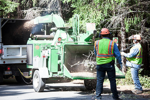 Best Hazardous Tree Removal  in Mayo, SC