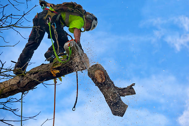 How Our Tree Care Process Works  in  Mayo, SC