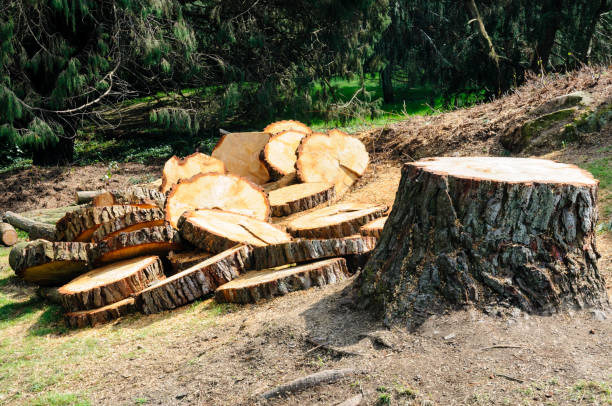 Best Tree Maintenance Programs  in Mayo, SC